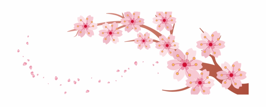 Picture Library Cherry Blossom Pink Creative Transprent Cherry