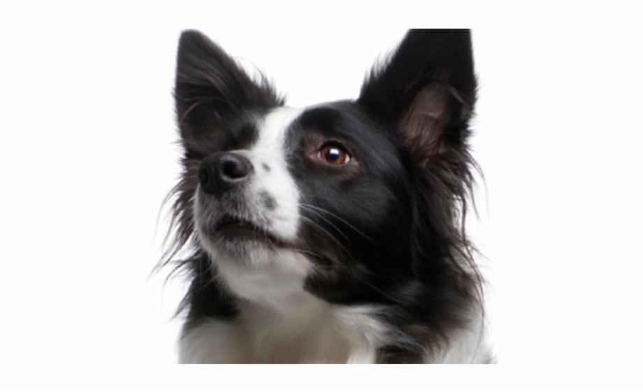 Border Collie Clipart Transparent Dog