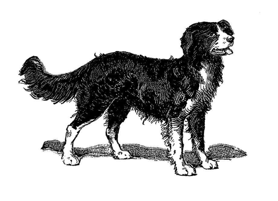 A Beautiful Border Collie Vintage Dog Illustration