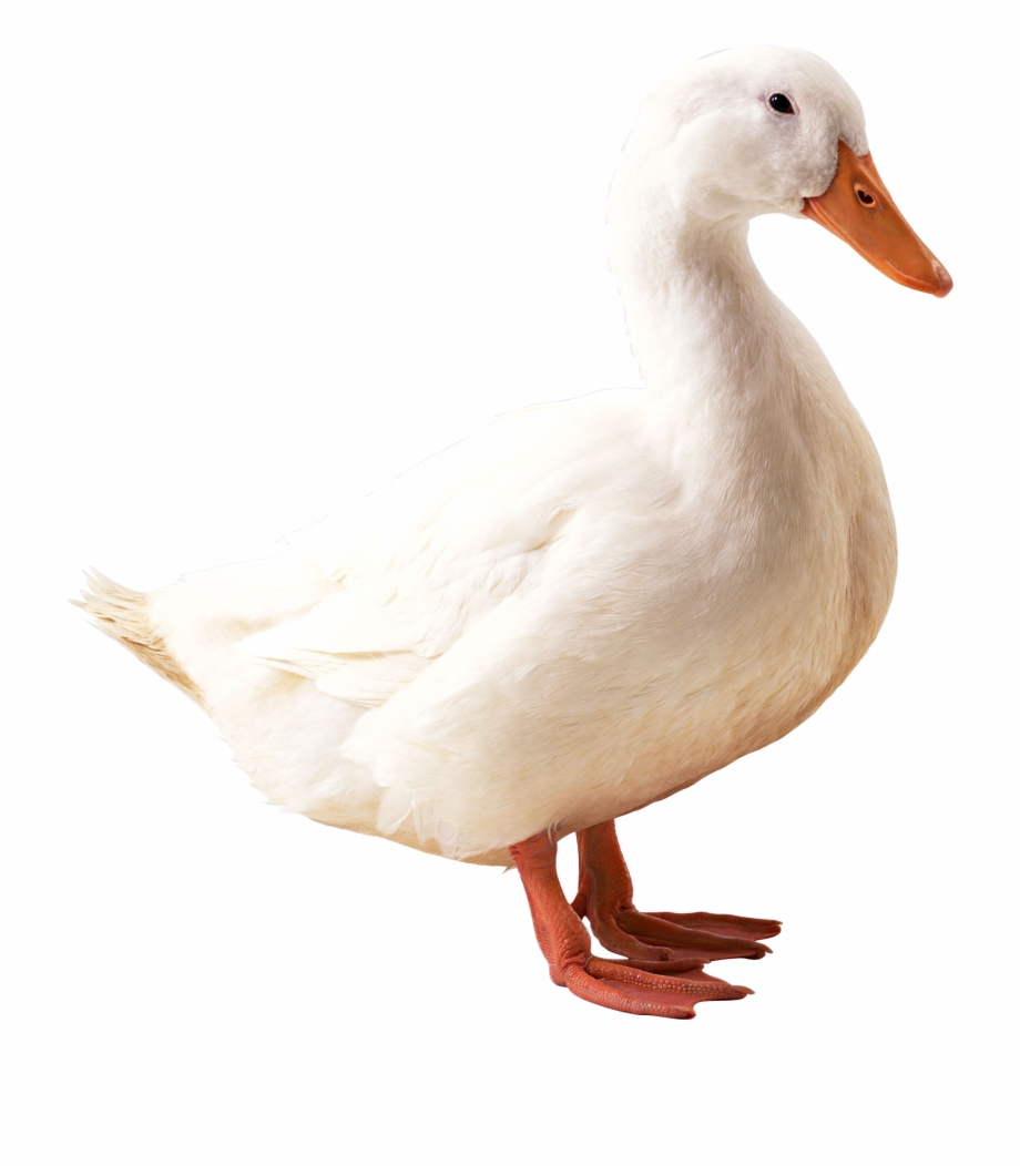 Goose Png Duck Png