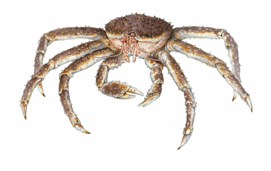 Crab Insects Free Png Transparent Background Images Freshwater