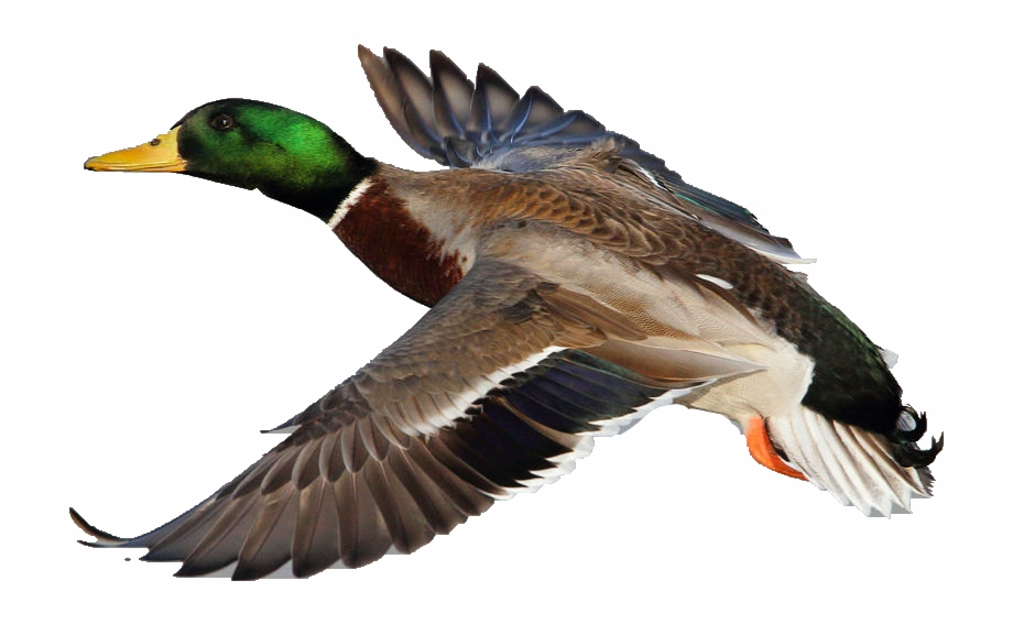 Mallard Ducks Flying Clipart