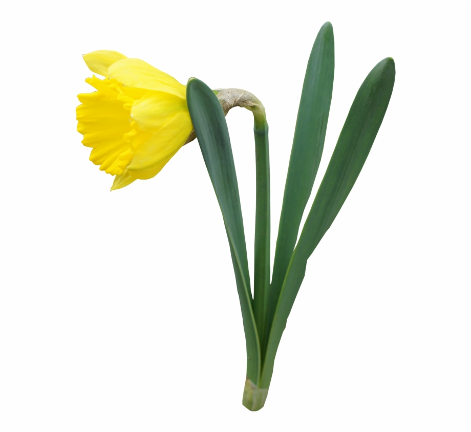Daffodil Clipart Daffodil Clipart No Background