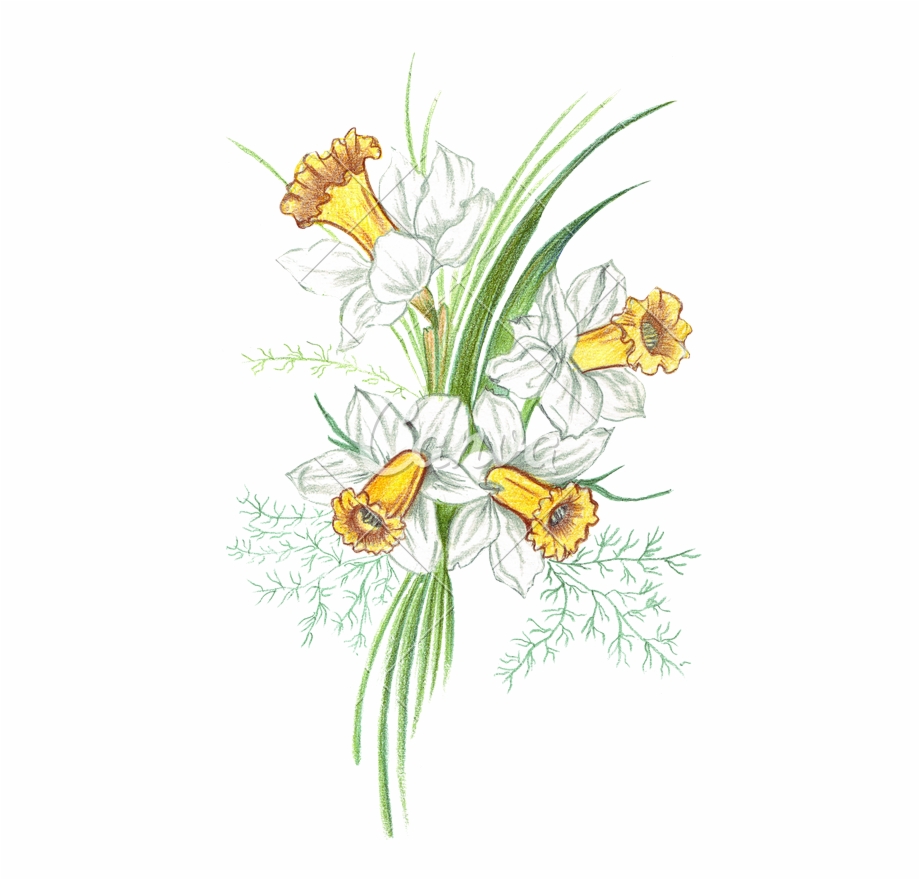 Daisy flower drawing realistic. botanical daisy flower line art, gerbera  daisy flower pencil art, - MasterBundles