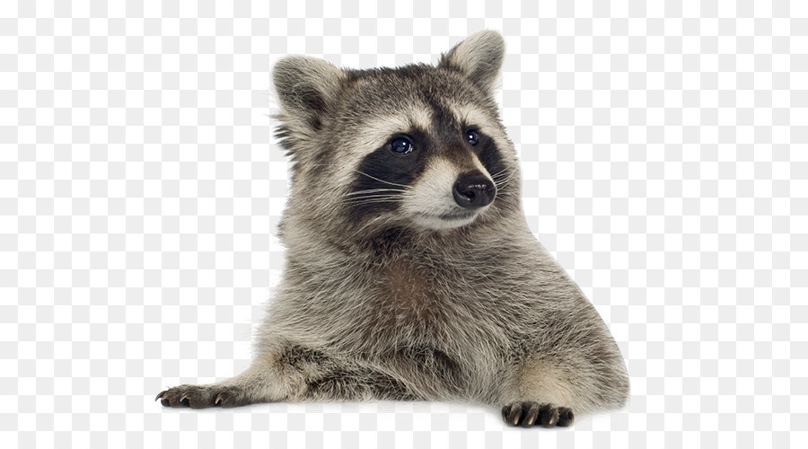 Racoon Png