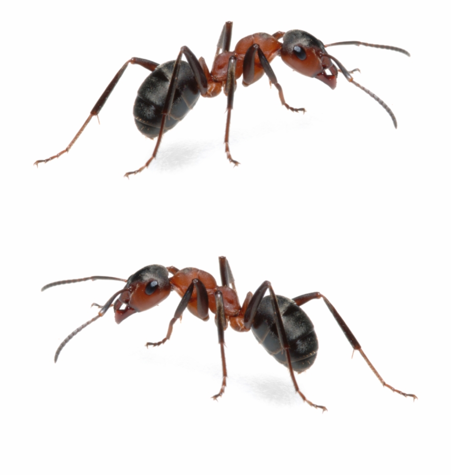 Fire Ant Mounds Are Obviously Menacing And For