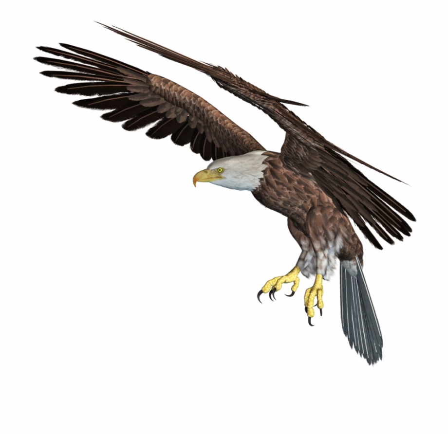 Eagle Png Download Image Eagle 3D Png