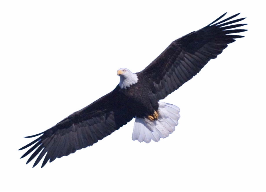 Download Png Image Report Bald Eagle Png