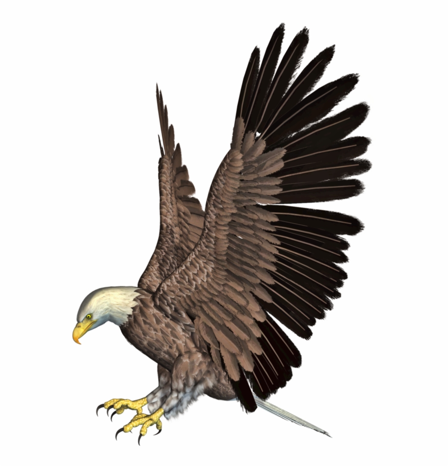 Download Free Eagle Png Transparent Images Transparent Eagle