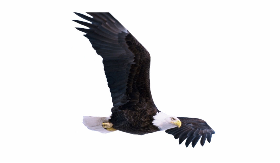 Bald Eagle Png Transparent Images Bald Eagle
