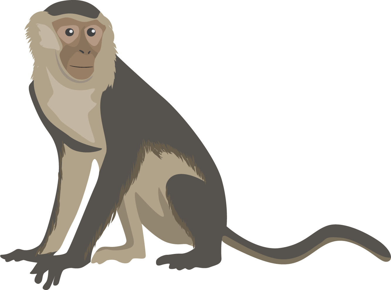Png Transparent Free Capuchin Monkey Monkey Clipart
