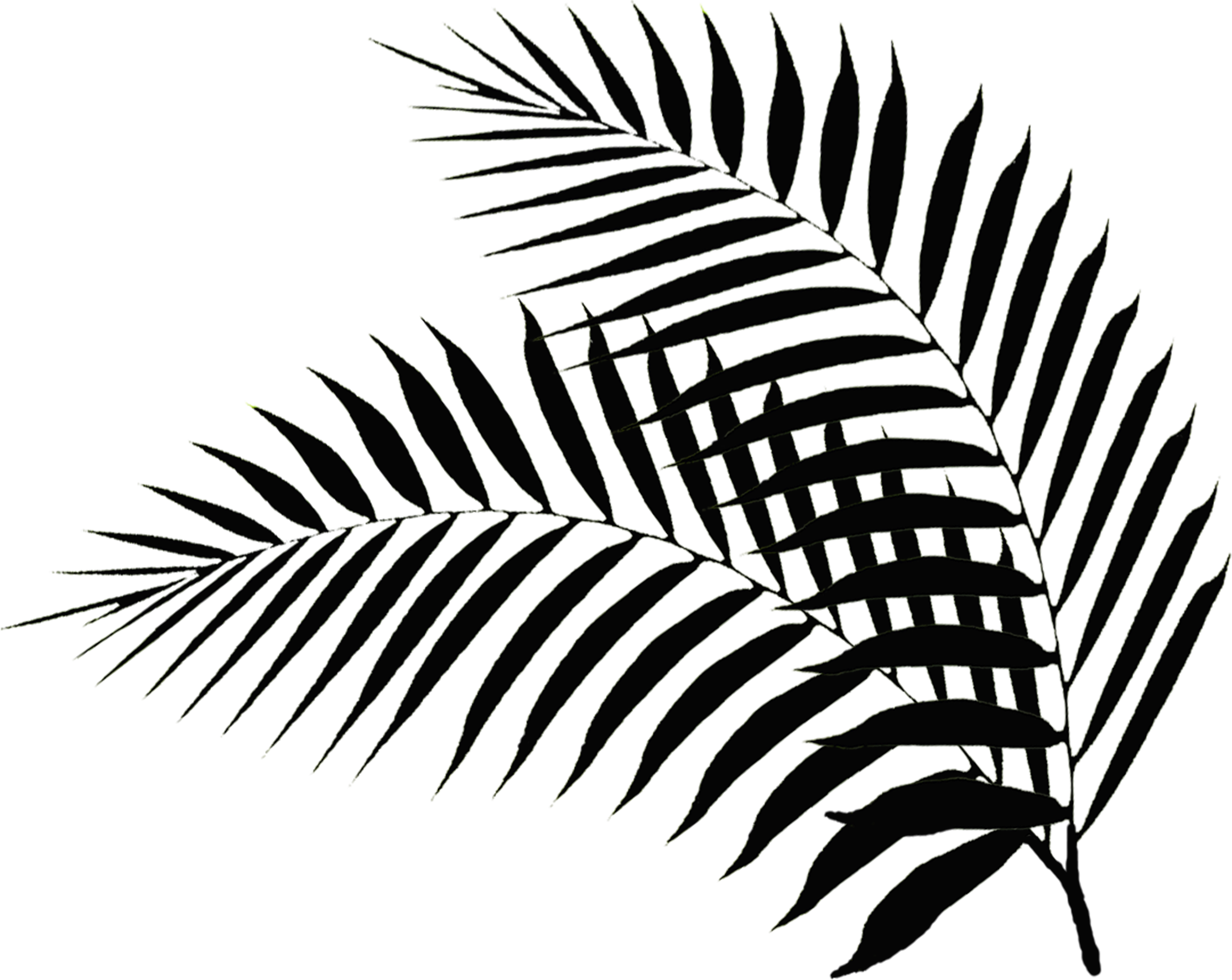 Free Palm Branches Png Download Free Palm Branches Png Png Images