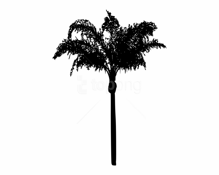 Free Png Palm Tree Png Leaves Silhouette Palm