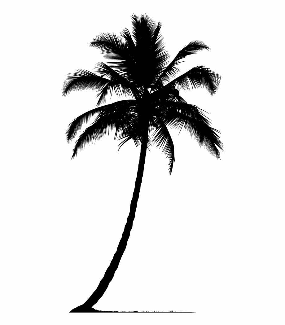 Arecaceae Silhouette Tree Palm Tree Png Silhouette