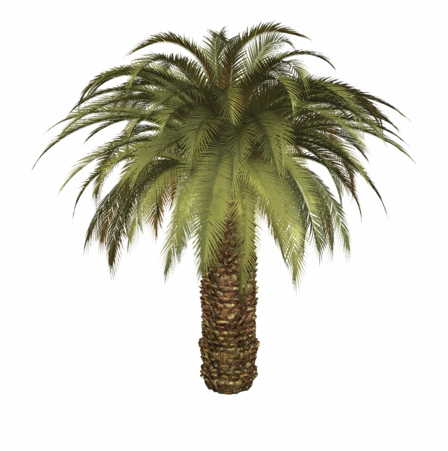 Palm Tree Png Big Palm Tree Png
