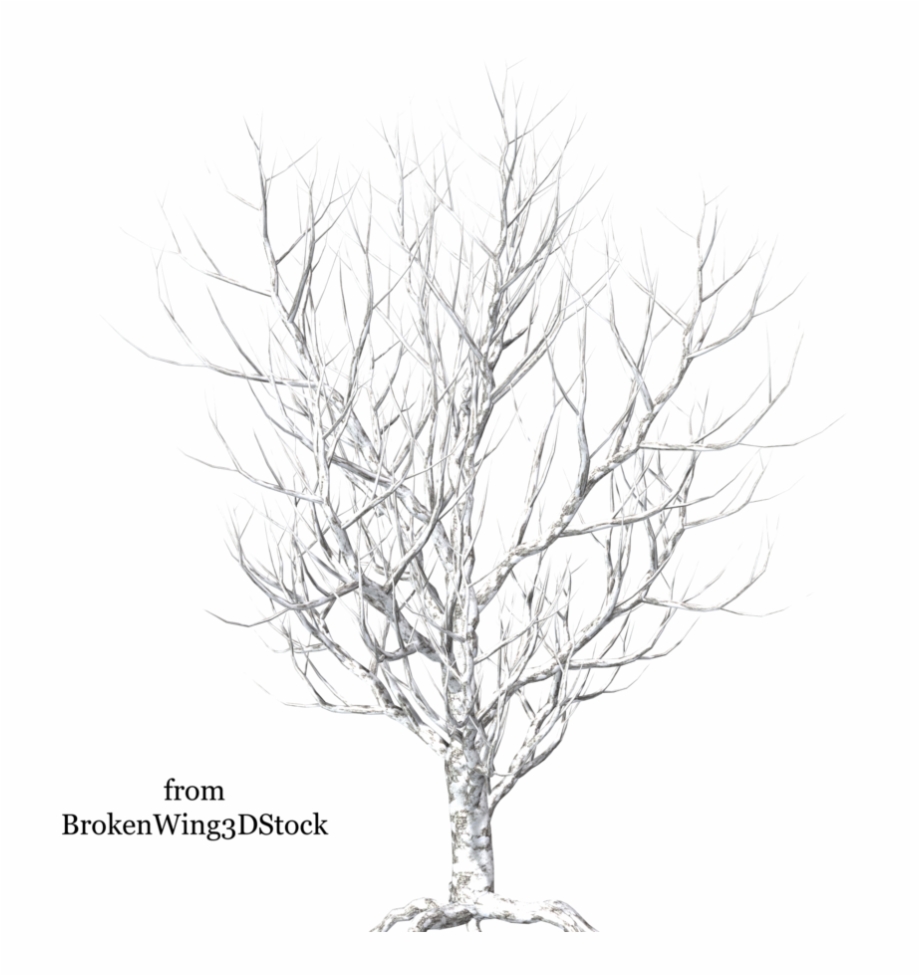 Winter Tree Png