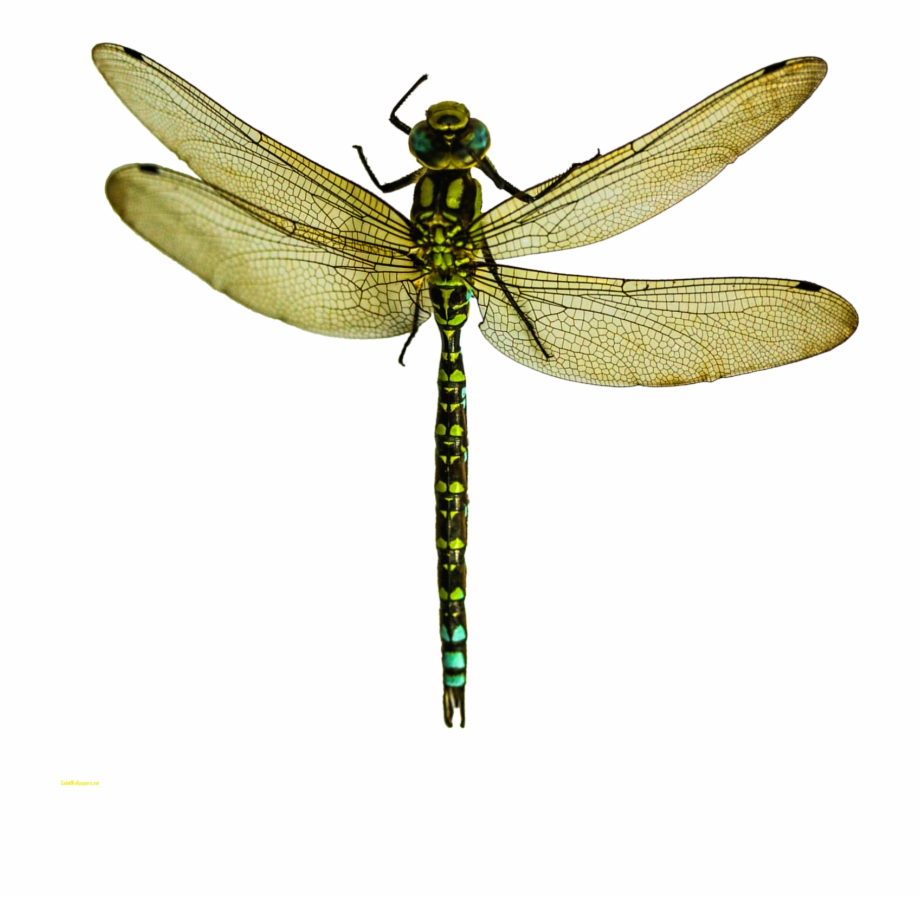 Free Transparent Fly, Download Free Transparent Fly png images, Free ...