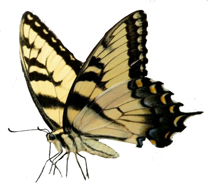 Butterfly Insect Wings Papilio Machaon