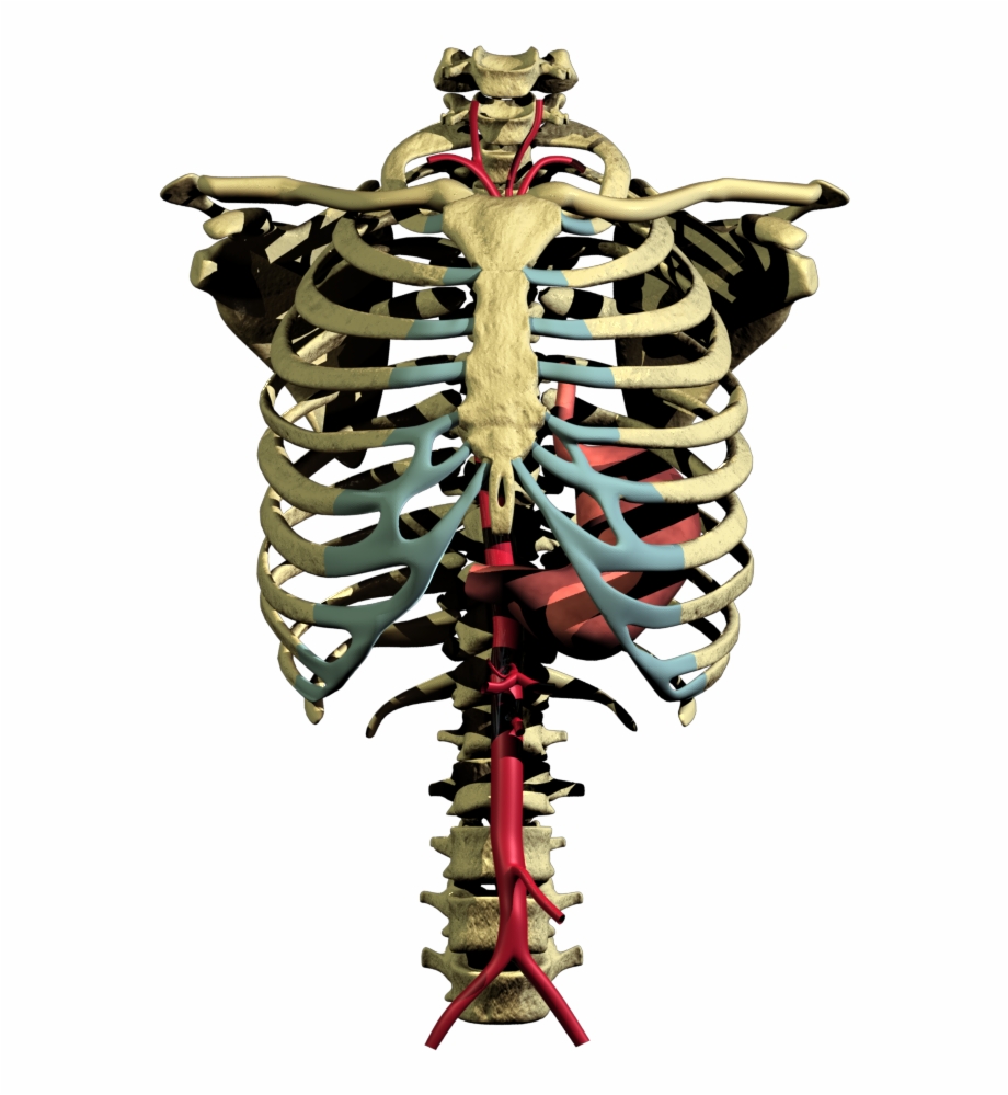 Expand This Image Skeleton Stomach Png