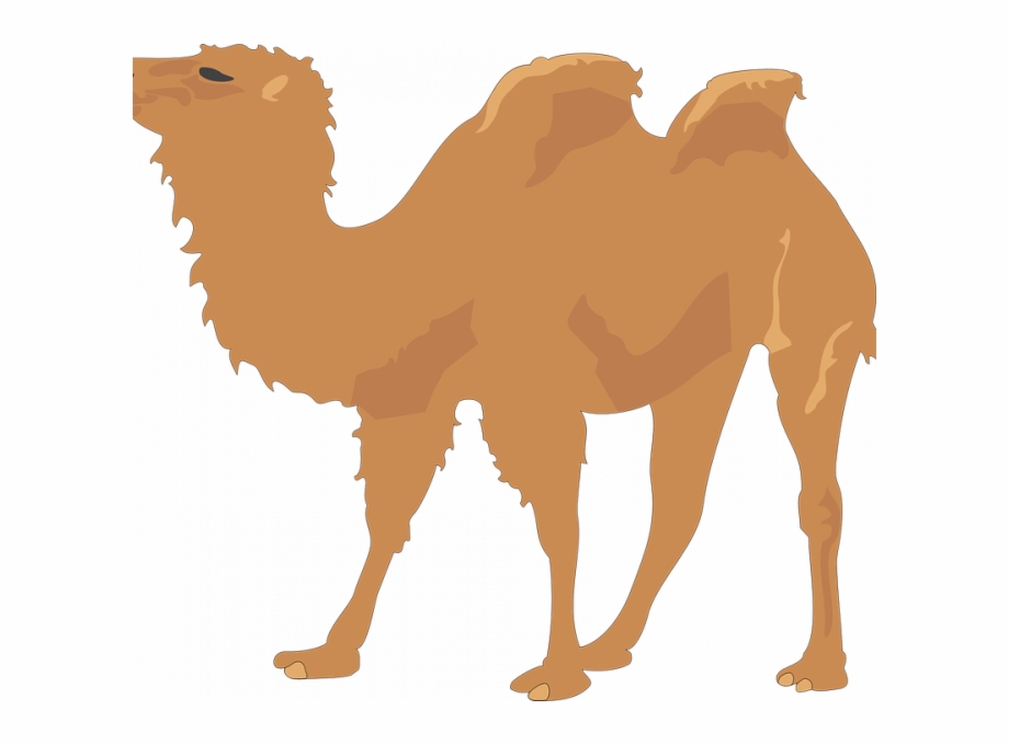Free Camel Pictures Camel Two Humps Free Vector