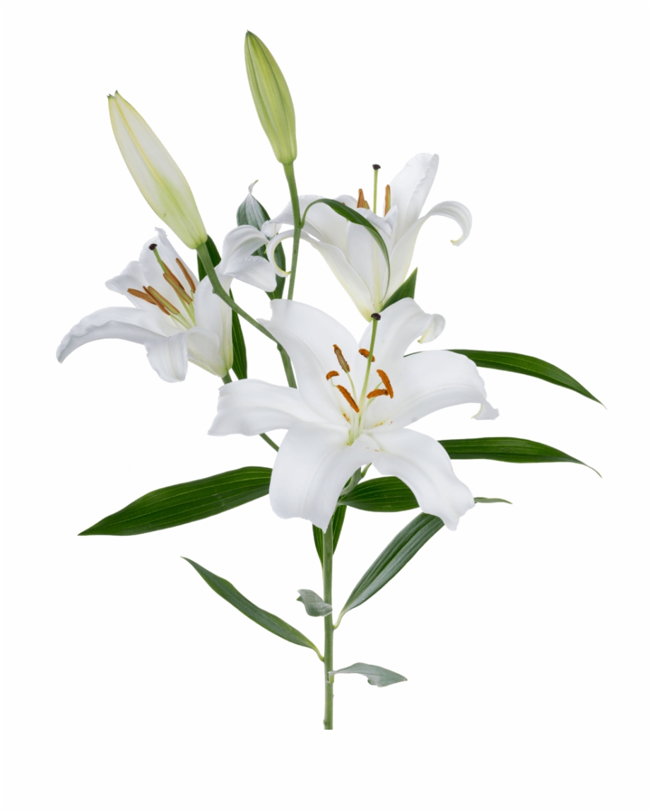Oriental Lily White
