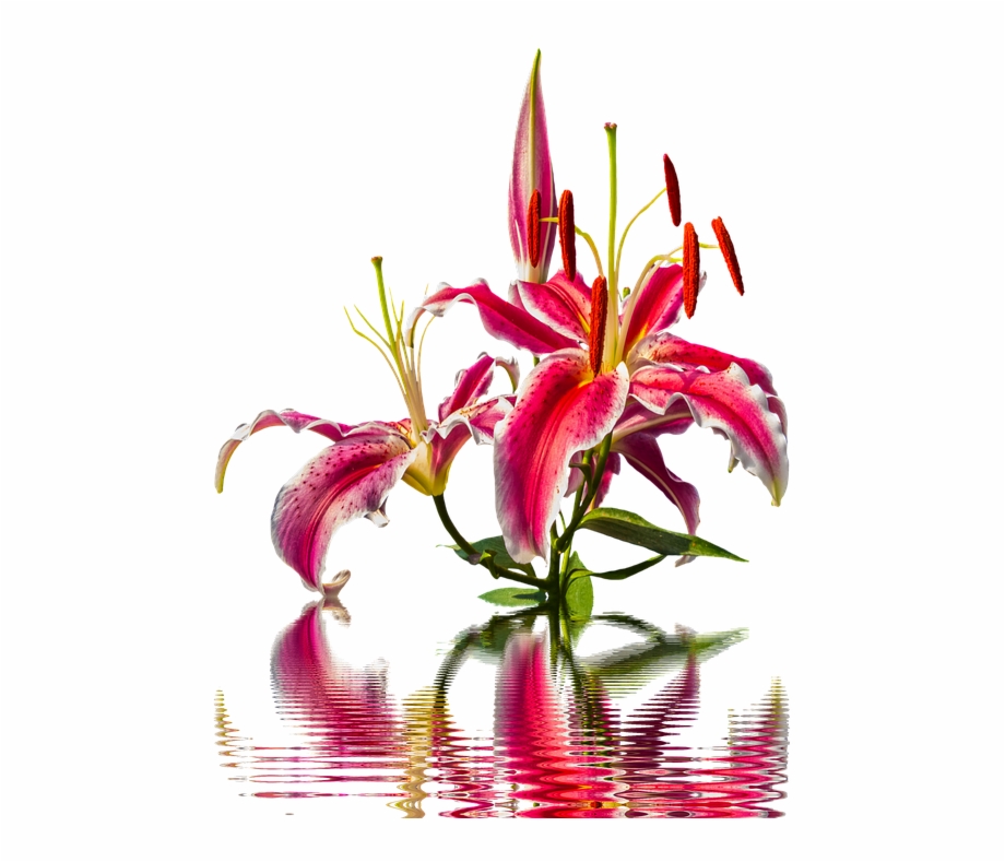 Lily Blossom Bloom Lilies Flower Pink Lily Nature