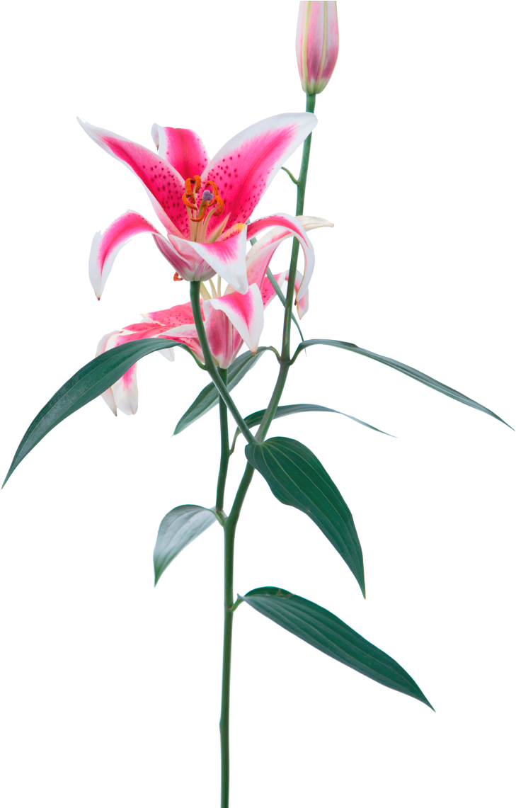 Opens Beautifully Stargazer Lily - Clip Art Library