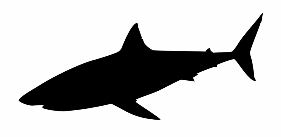 Animal Shark Silhouette Requin Png