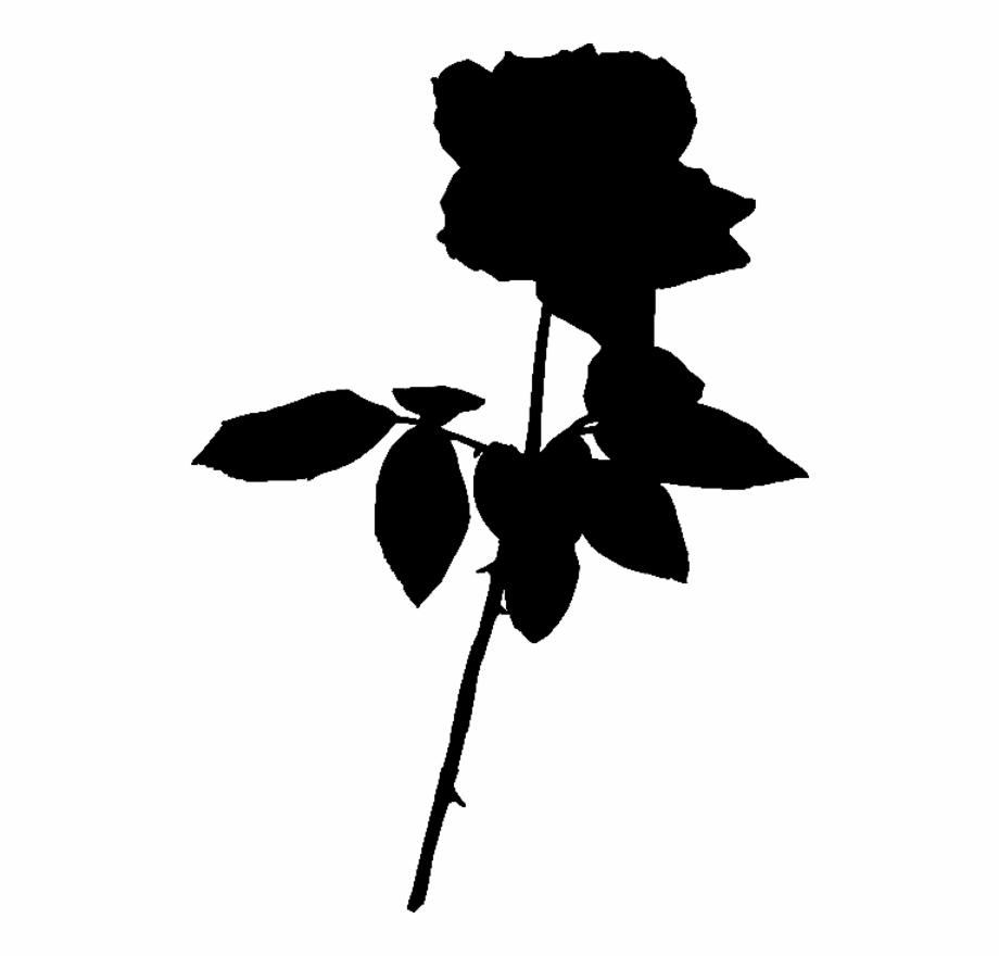 Rose Silhouette Black Rose Png