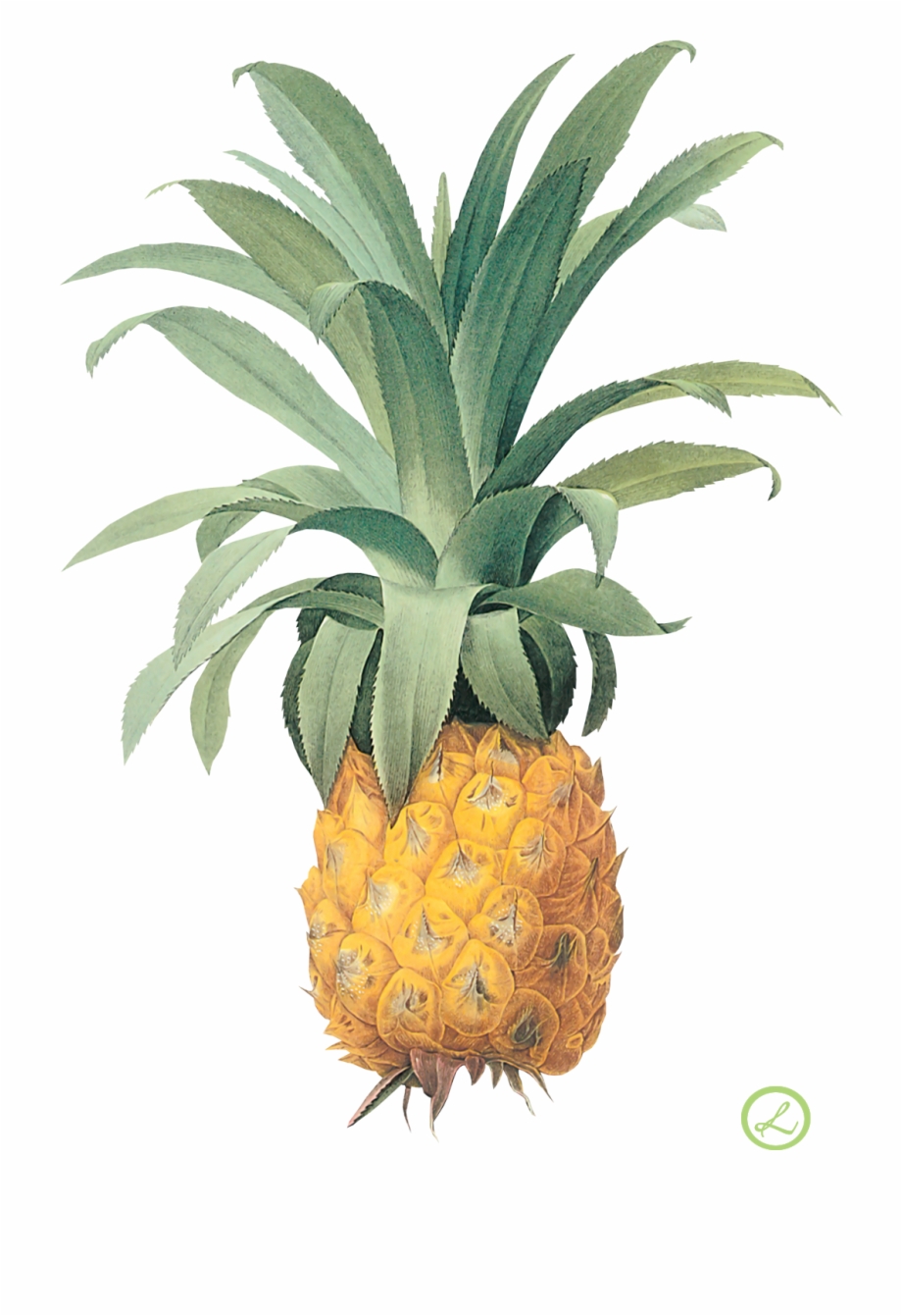 Pinapple Drawing Pineapple Watercolor In Png