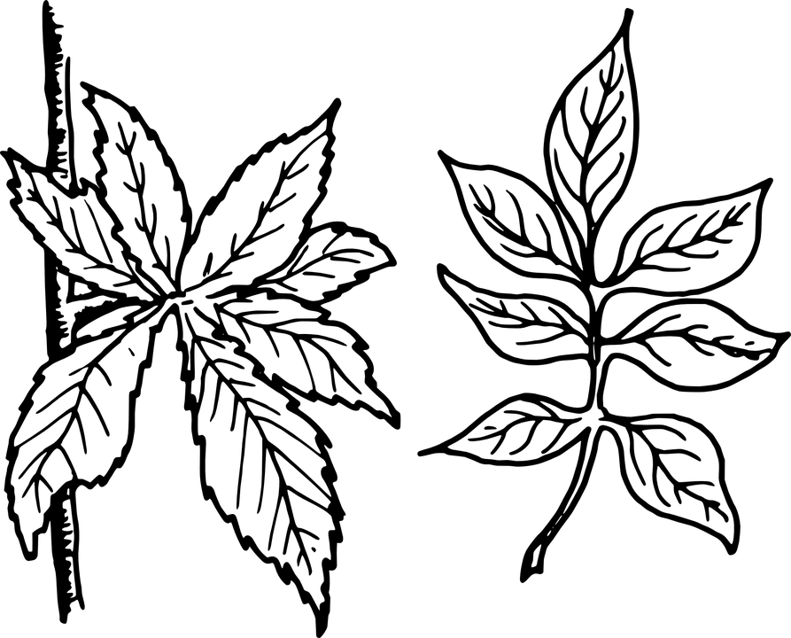 Free Vector Graphic Tree Leaves Leaves Botany Plant