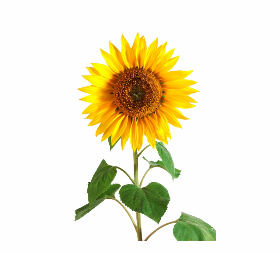 Sunflower Png Tumblr Download Sunflower Png Tumblr Sun