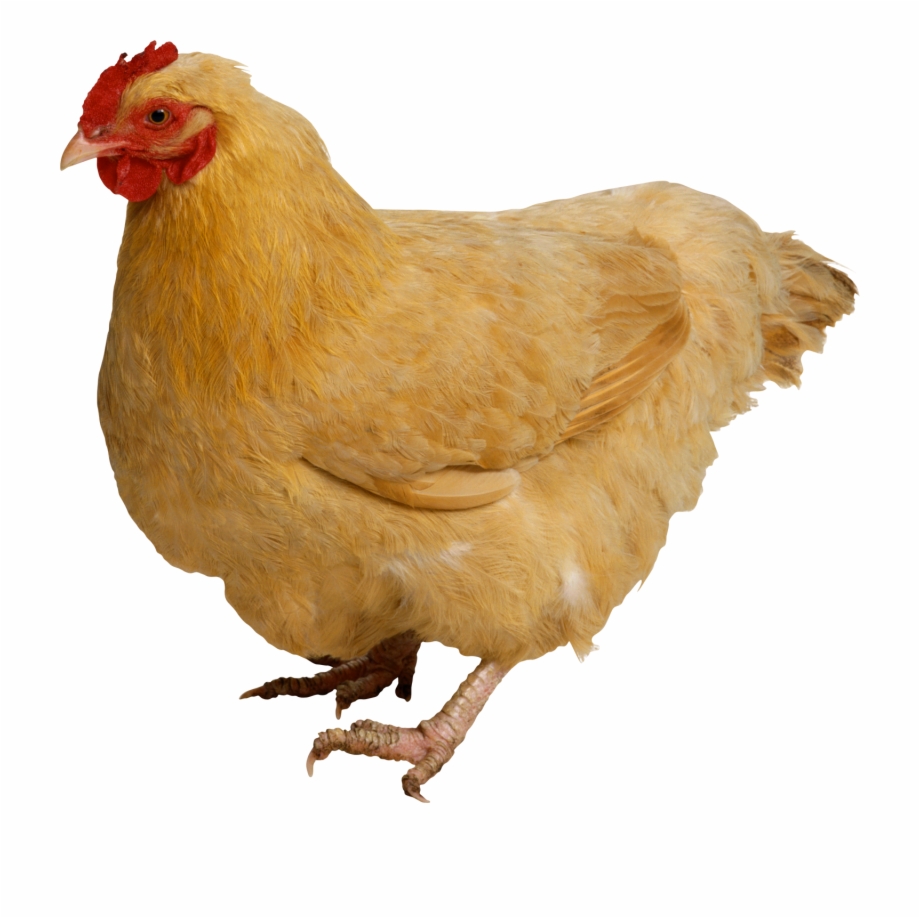 Chicken Png Image Chicken Png