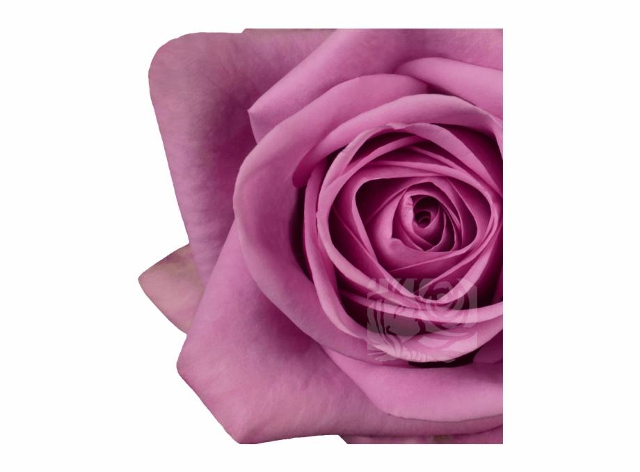 Dark Lavender Roses Floribunda