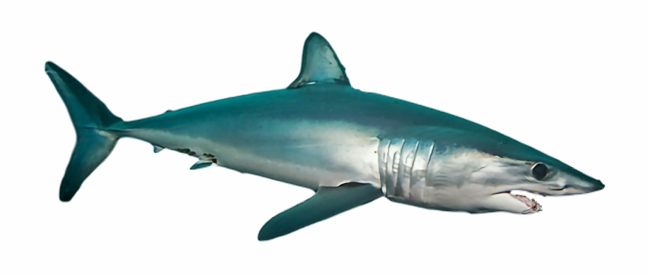 Ftestickers Shark Sea Ocean Fish Mako Shark Transparent