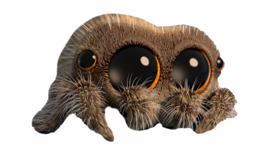 Lucas Lucasthespider Cute Spider Animal Insect Lucas The