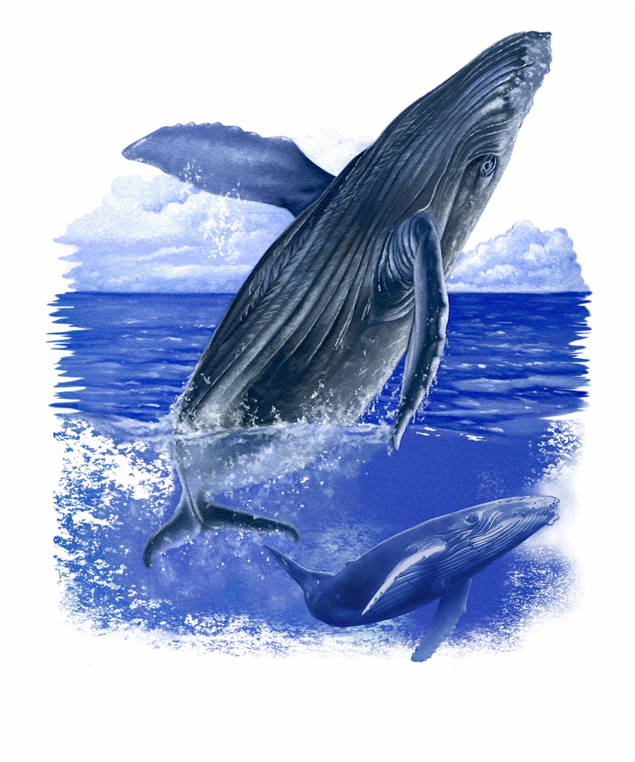 Whales HD PNG