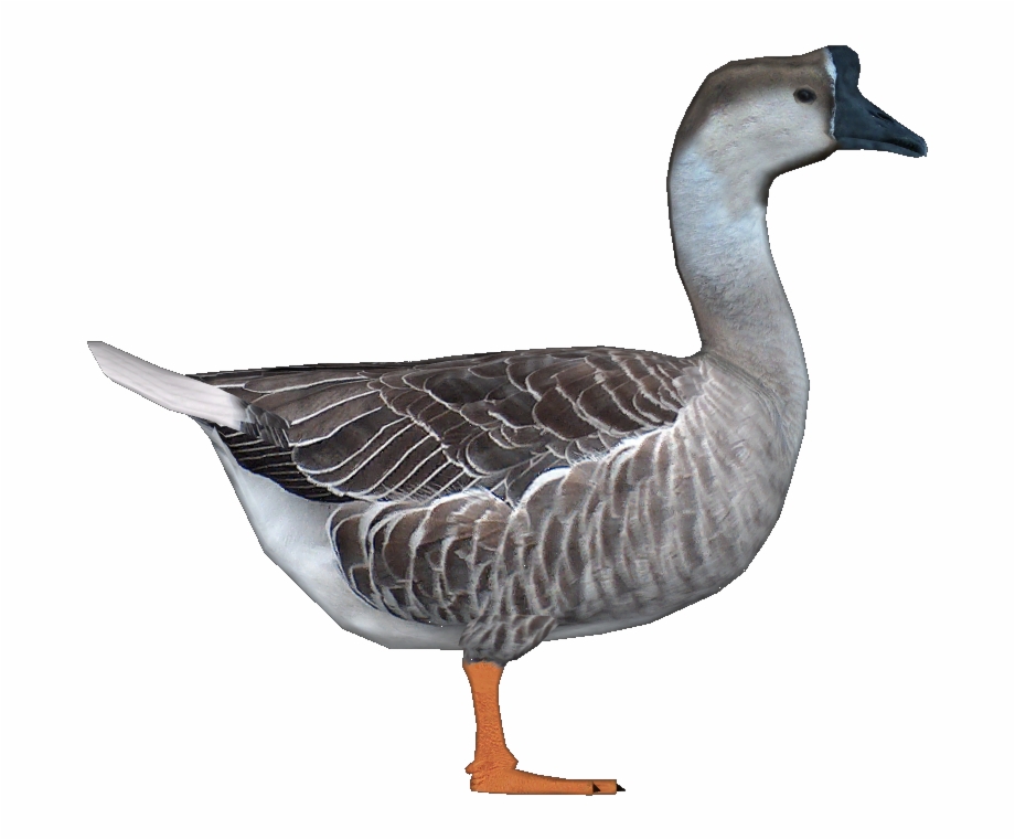 Goosechinese Jimmyzhoopz Chinese Goose Png