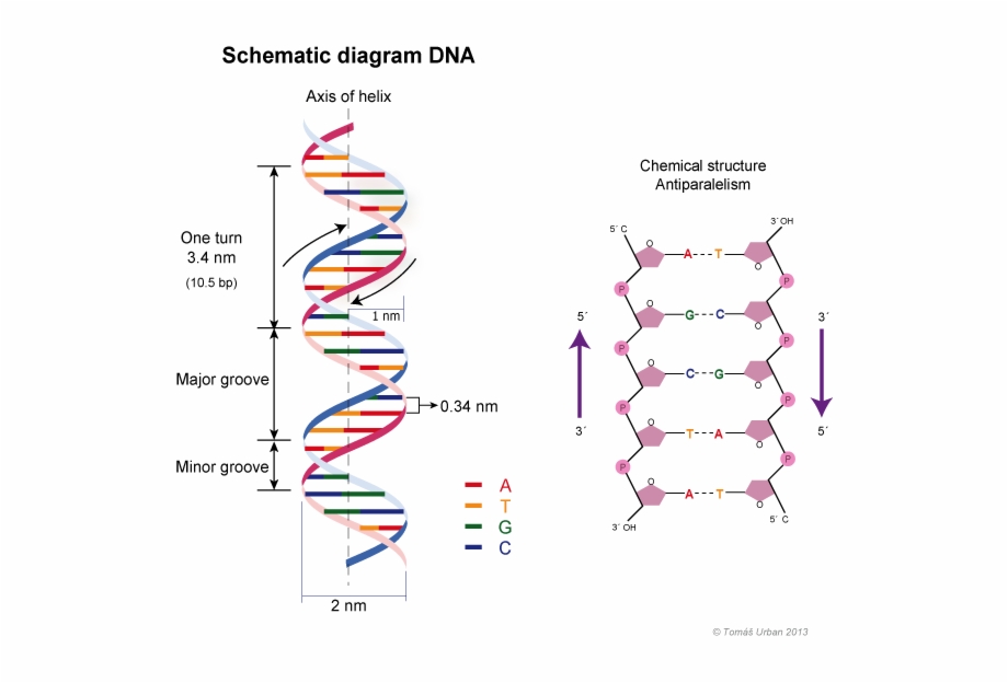 The Dna Double Helix Structure Model