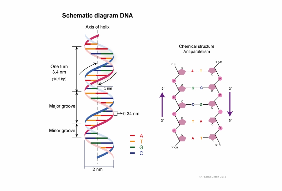 Dna Helix Model