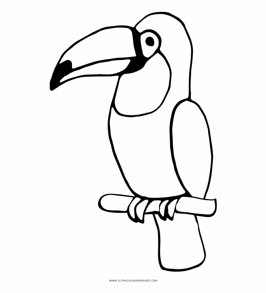 Toucan Coloring Page Toucan