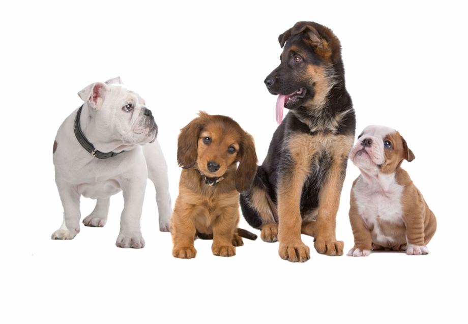 Puppy Training Classes Transparent Background Dogs Png