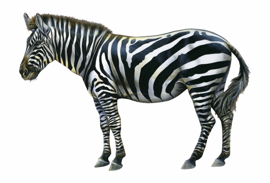 Zebra Png