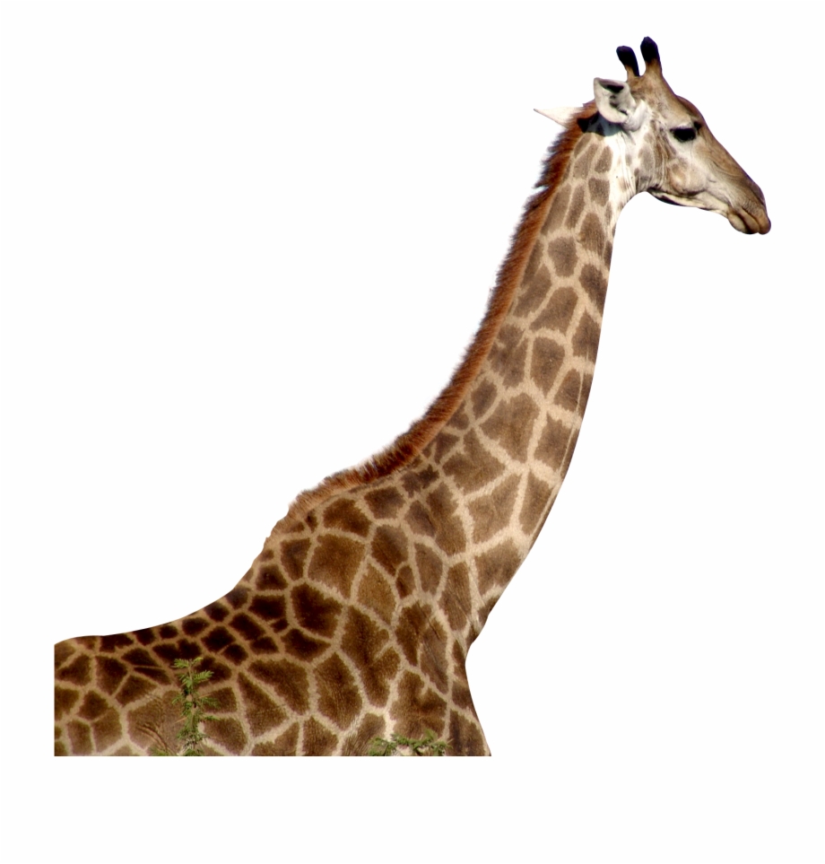 Жираф картинка