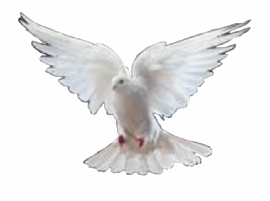 Dove Images Png Png Format Birds Png Hd