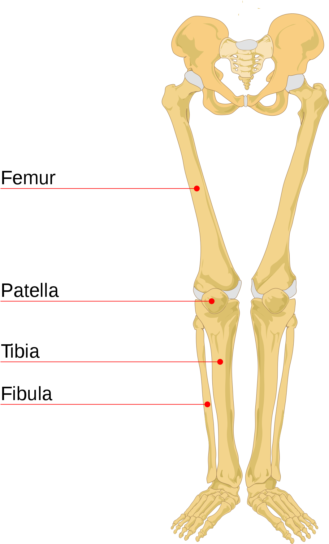 Leg Bone Leg Bones Labeled