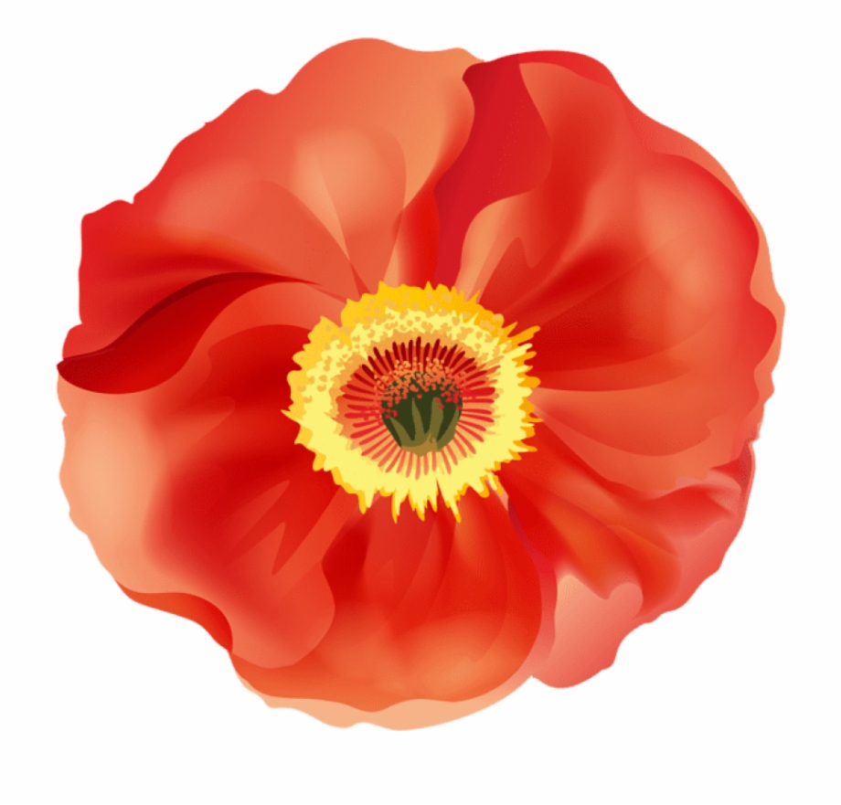 Download Png Images Toppng Red Poppies Clipart Transparent