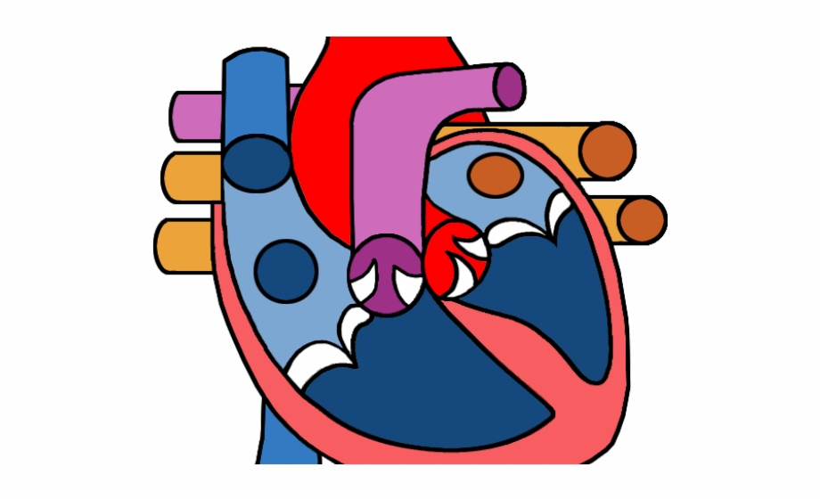 Heart Clipart Science Heart Circulatory System Clipart