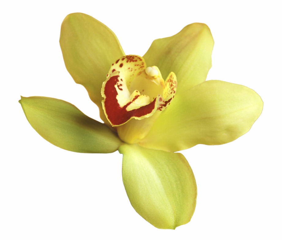 Purple Orchid Yellow Orchid Transparent Background