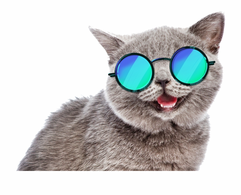 Summer Cat Meme Png Download Funny Cat Png